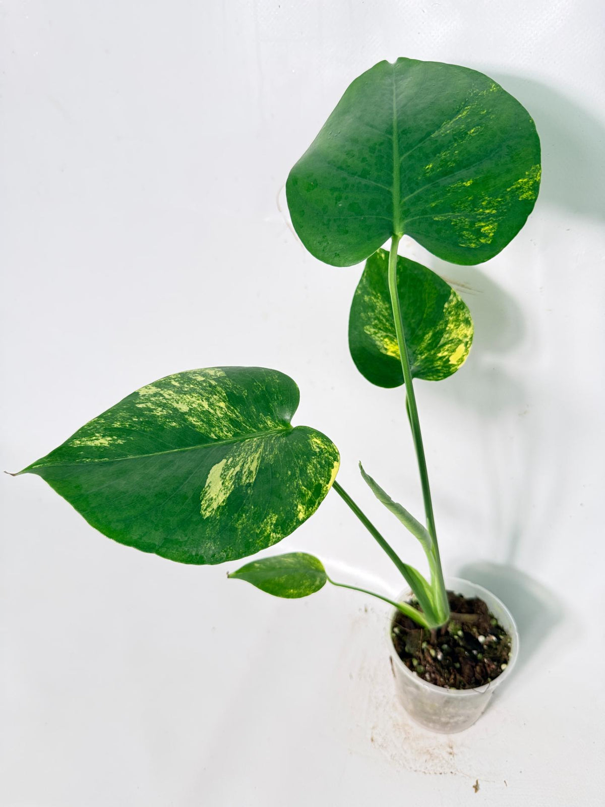 Monstera Yellow Marilyn Variegata 01