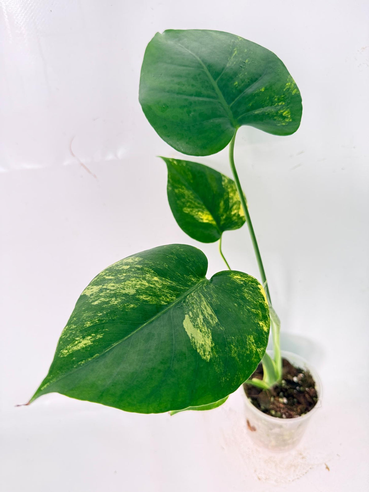 Monstera Yellow Marilyn Variegata 02