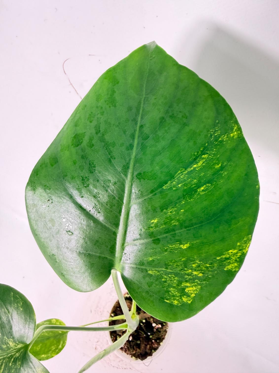 Monstera Yellow Marilyn Variegata 04