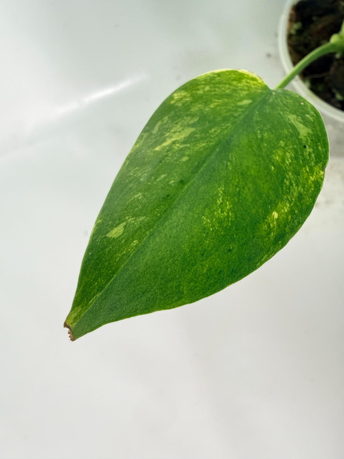 Monstera Yellow Marilyn Variegata 05