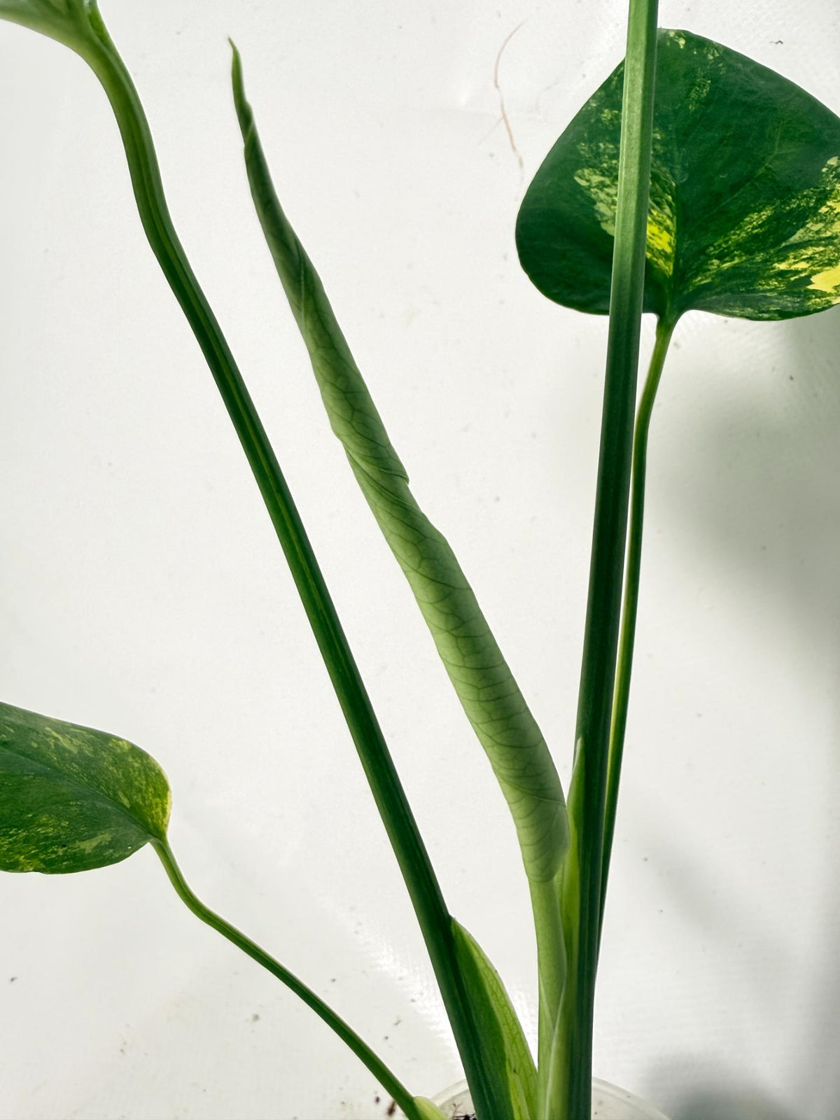 Monstera Yellow Marilyn Variegata 06