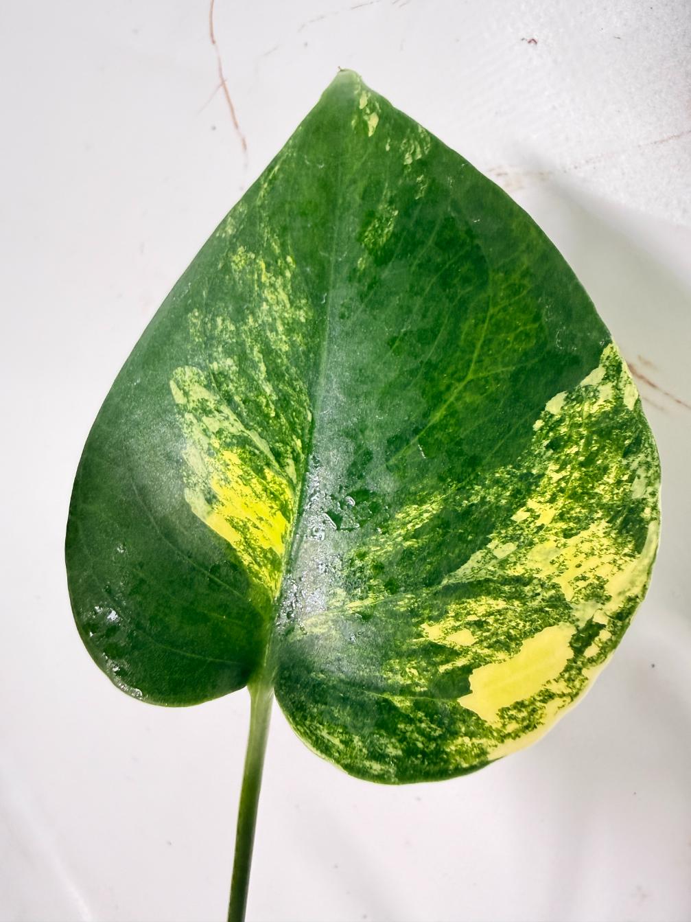 Monstera Yellow Marilyn Variegata 07