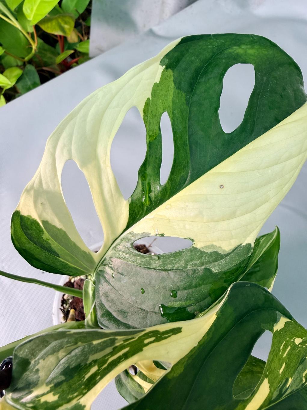 Monstera Adansonii Variegata 09