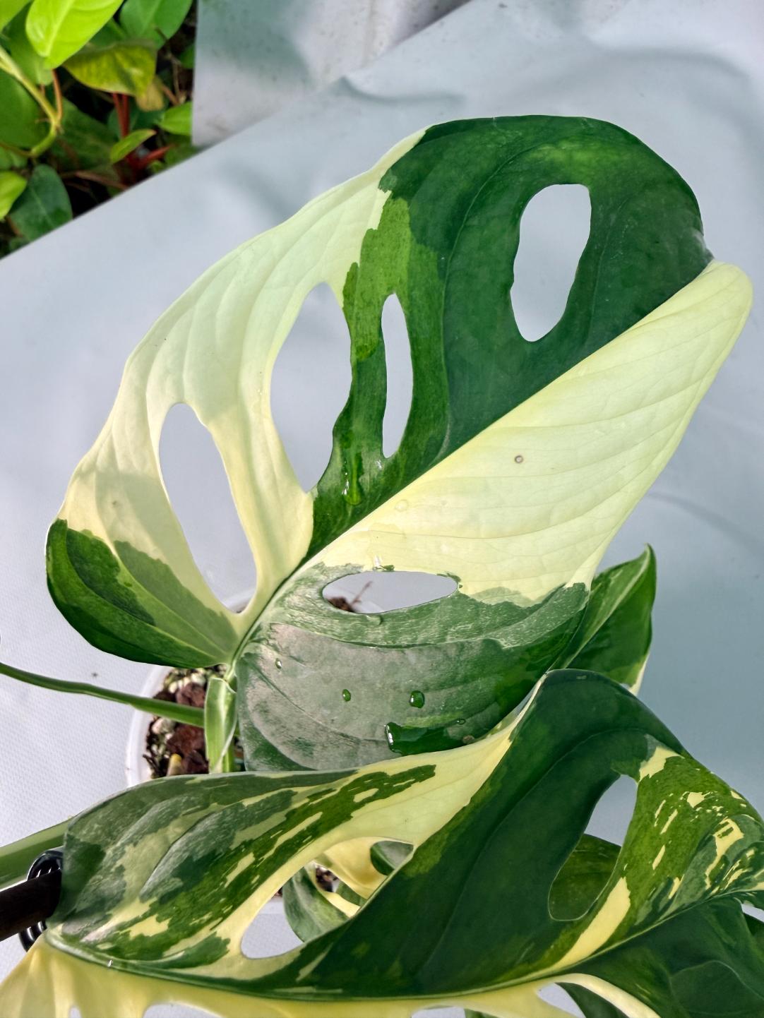 Monstera Adansonii Variegata 10
