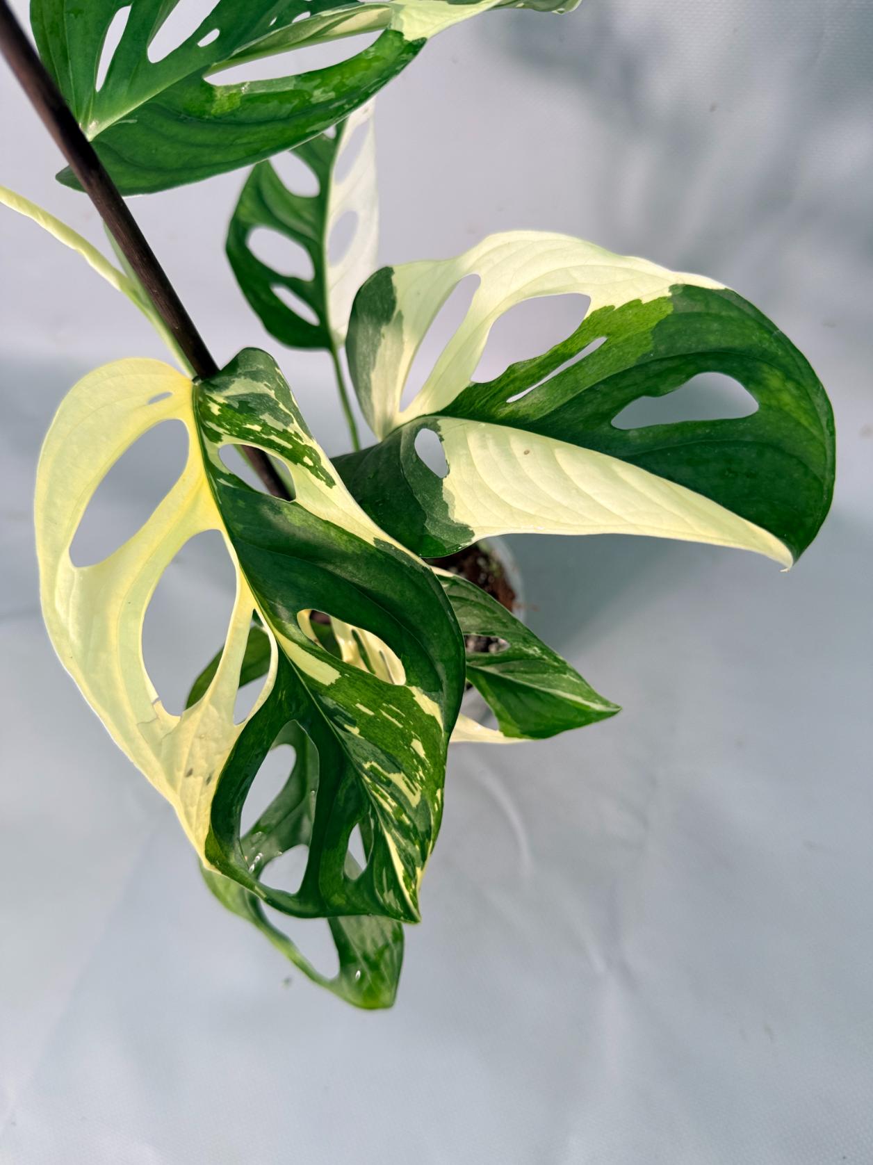 Monstera Adansonii Variegata 11