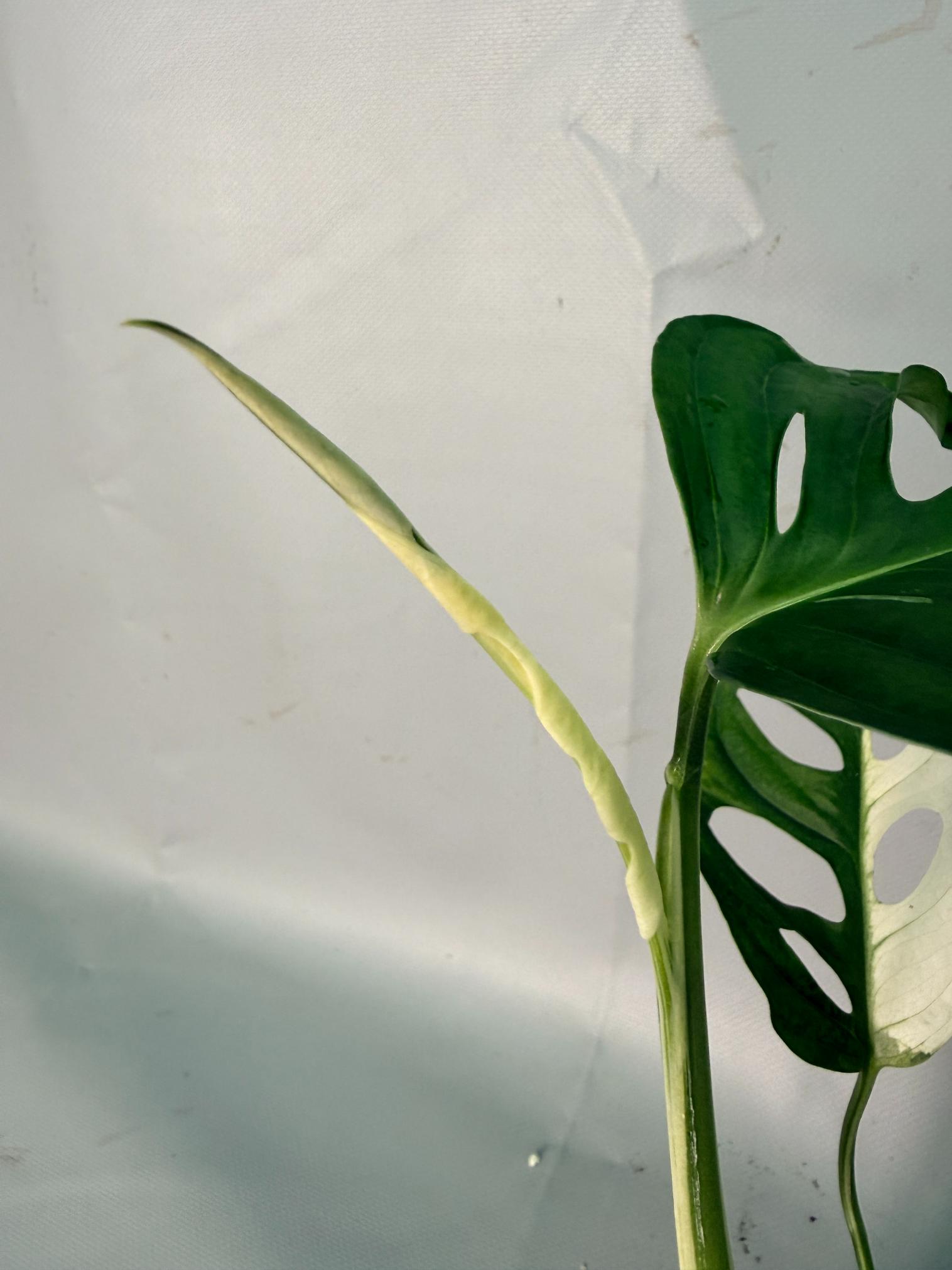 Monstera Adansonii Variegata 12