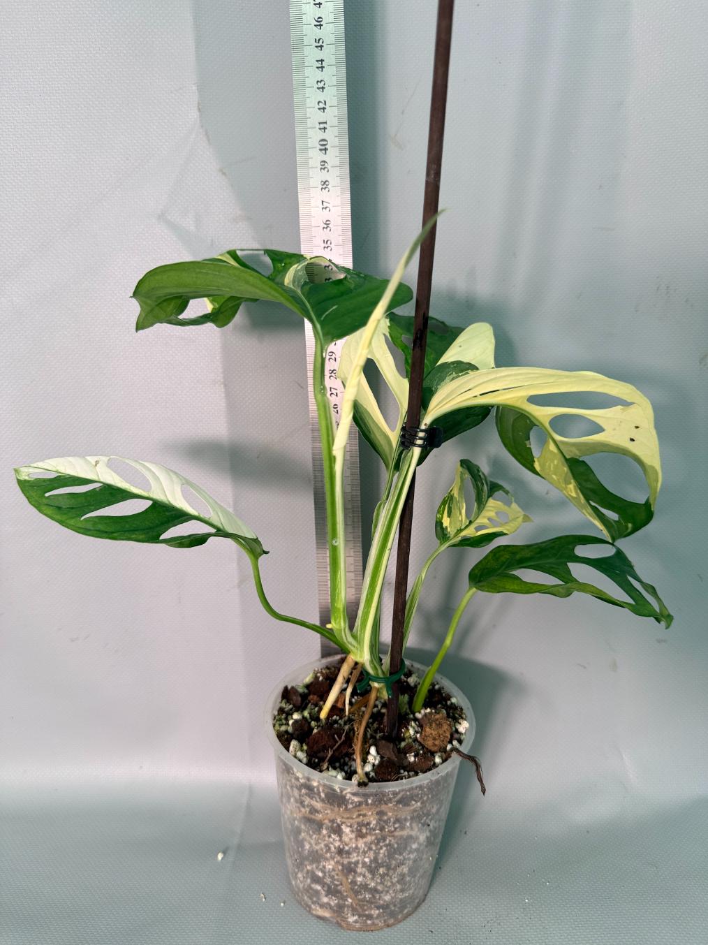 Monstera Adansonii Variegata 02