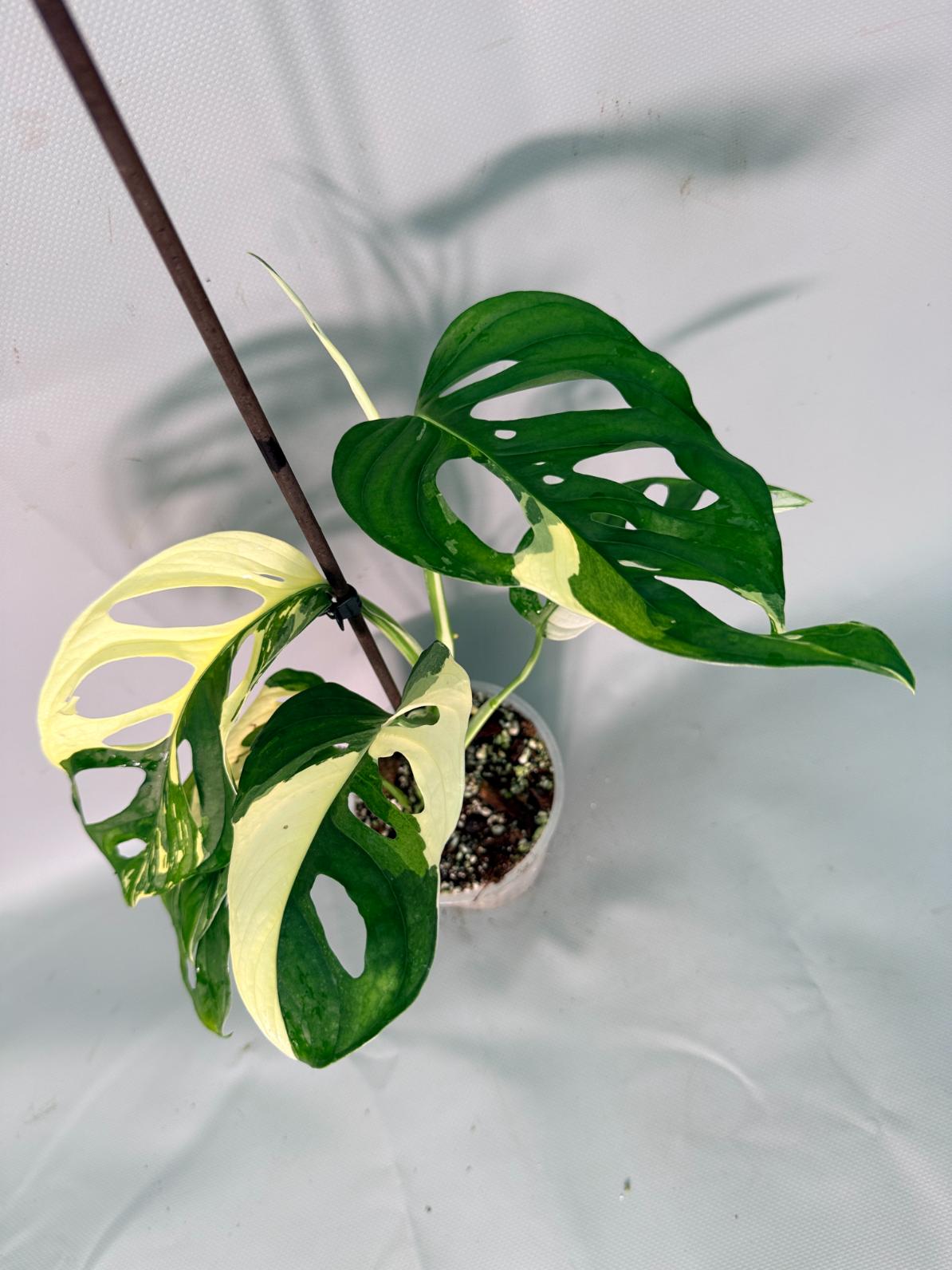 Monstera Adansonii Variegata 03