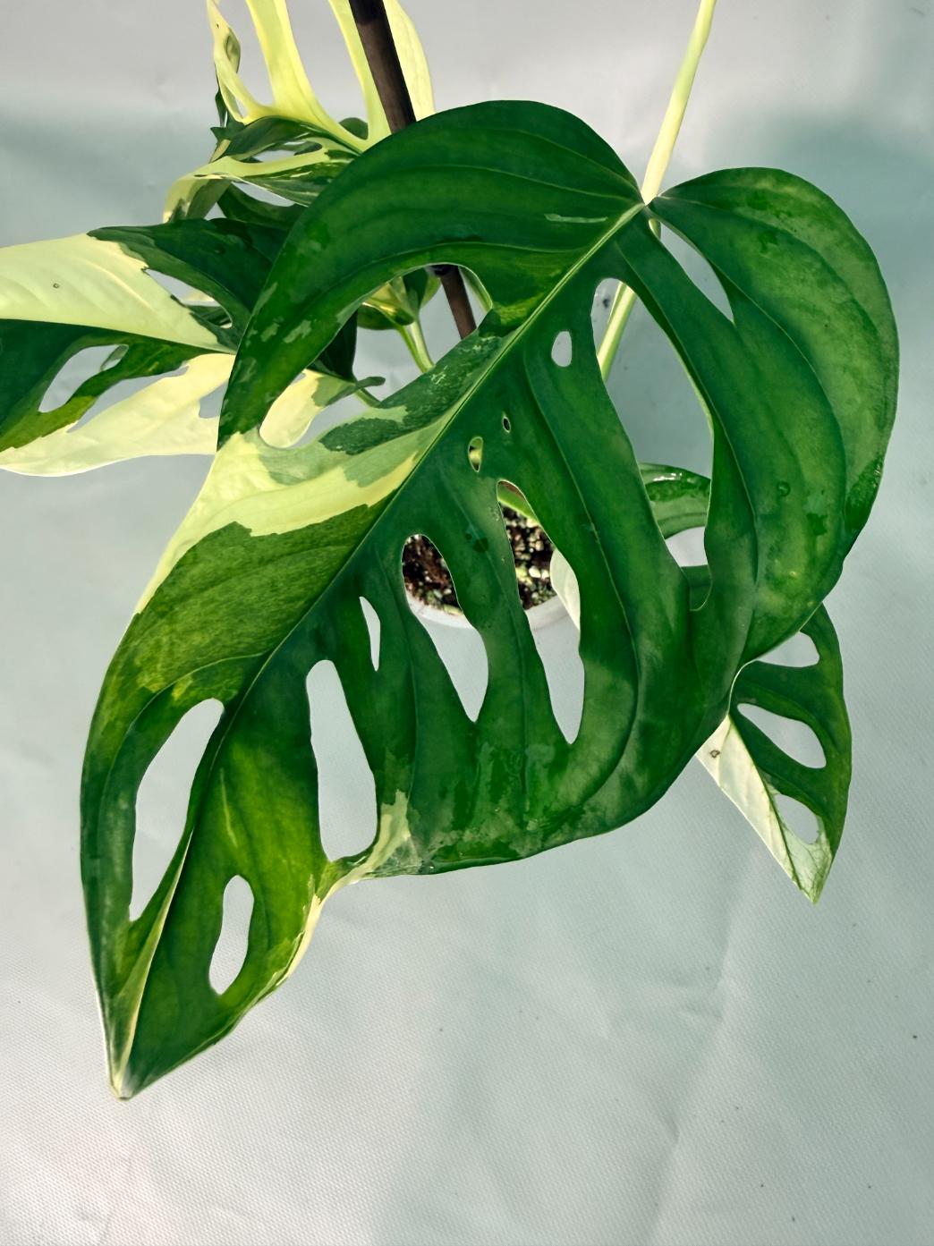 Monstera Adansonii Variegata 04
