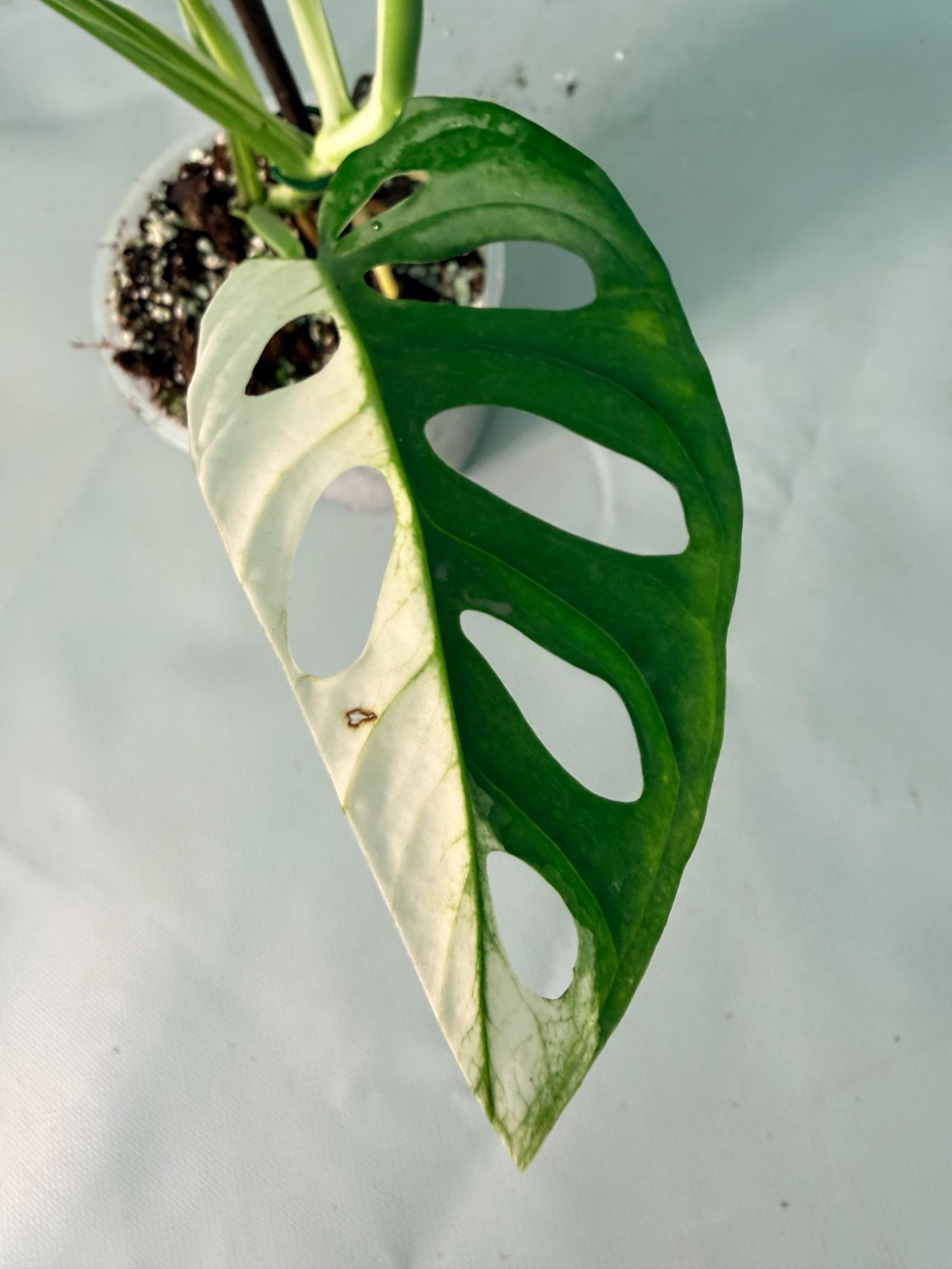 Monstera Adansonii Variegata 05