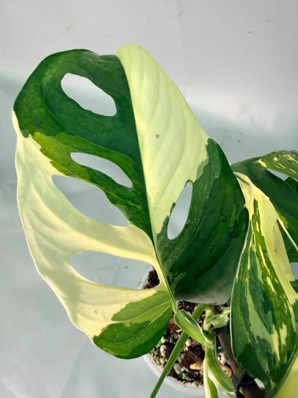 Monstera Adansonii Variegata 6