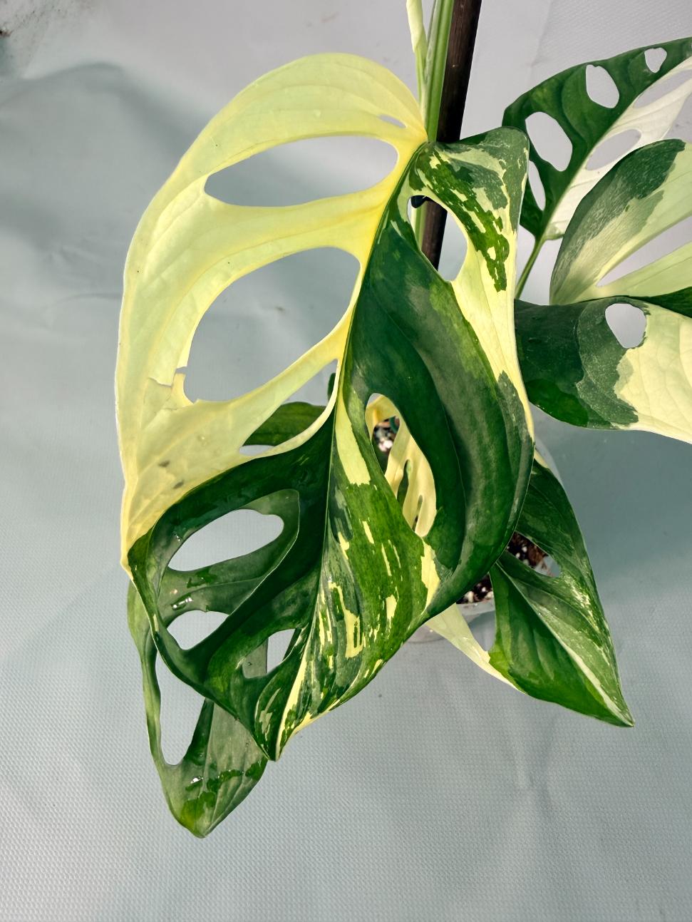 Monstera Adansonii Variegata 07