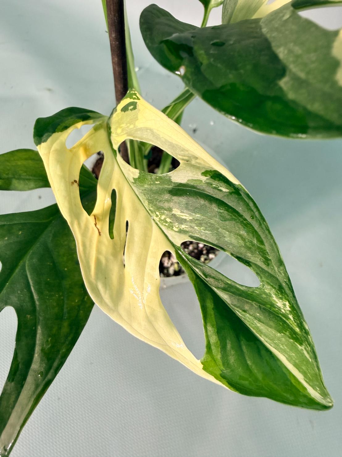 Monstera Adansonii Variegata 08
