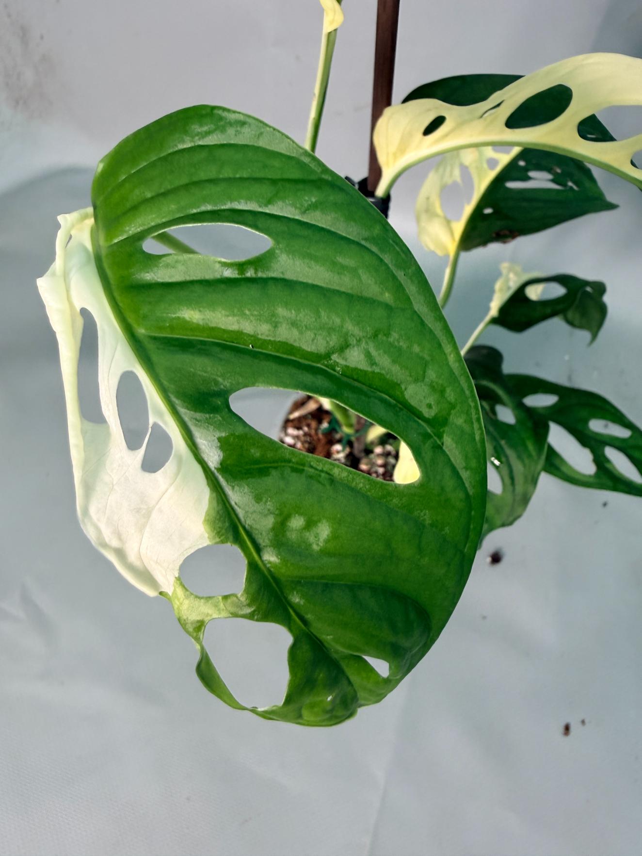 Monstera Adansonii Variegata 09