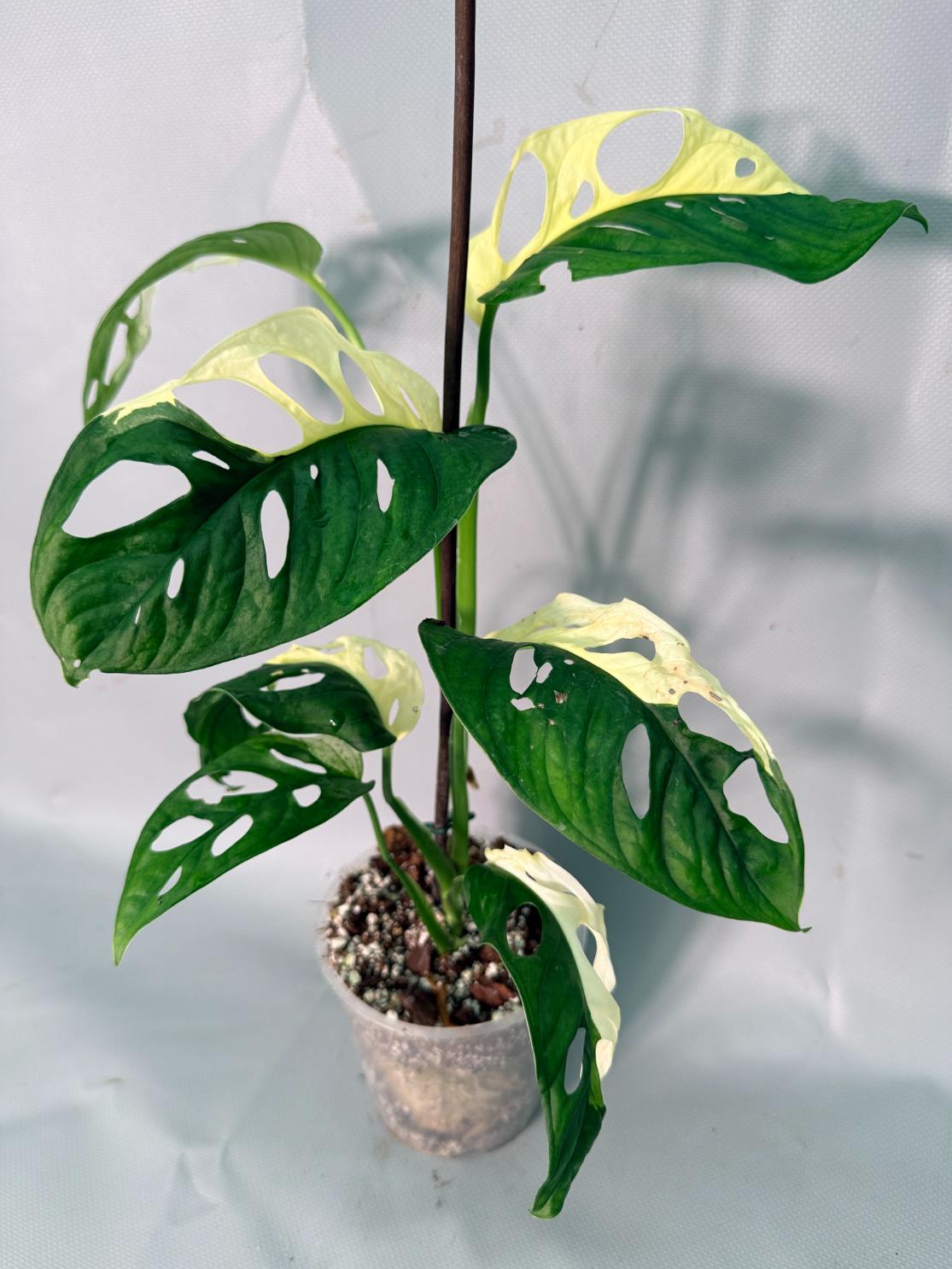 Monstera Adansonii Variegata 01