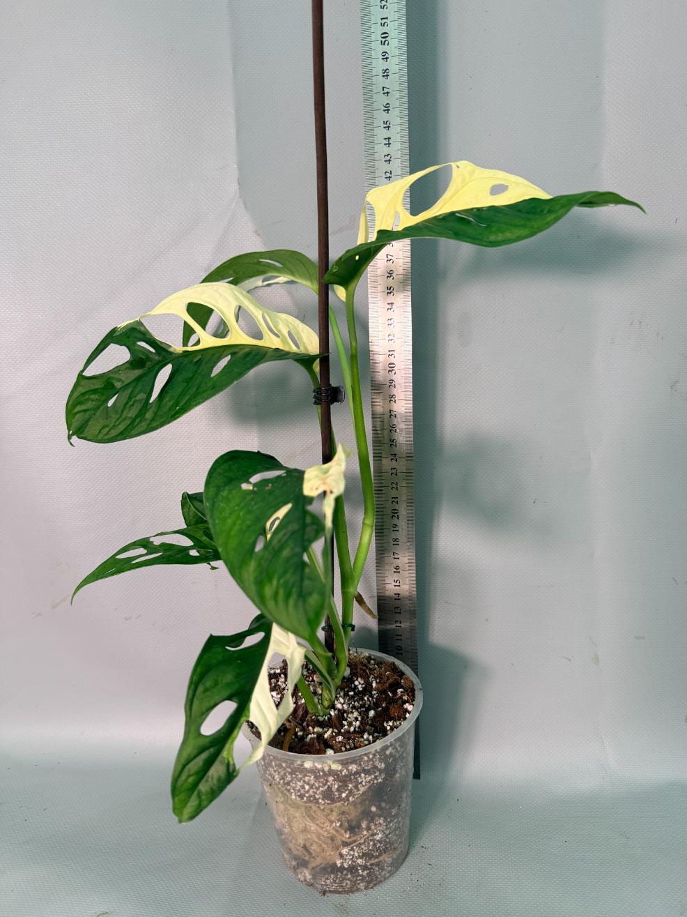 Monstera Adansonii Variegata 02