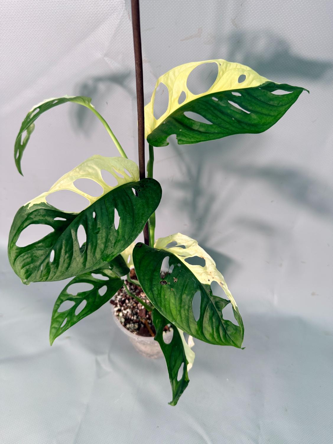 Monstera Adansonii Variegata 03