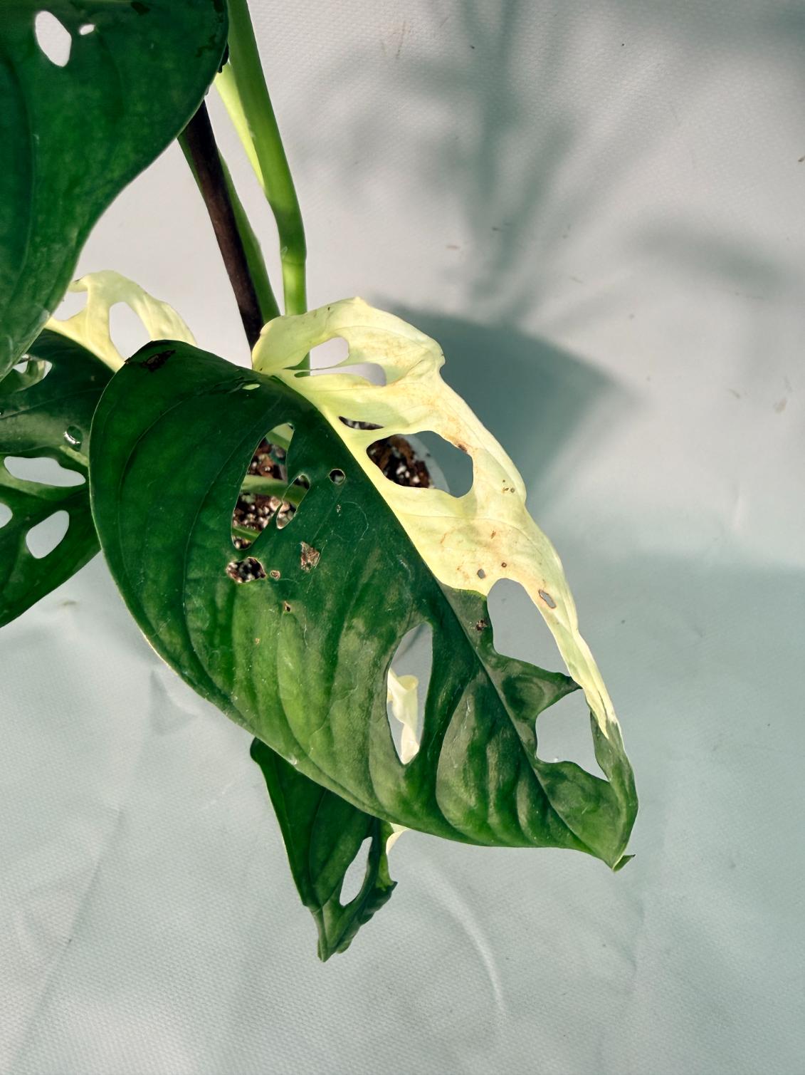 Monstera Adansonii Variegata 04
