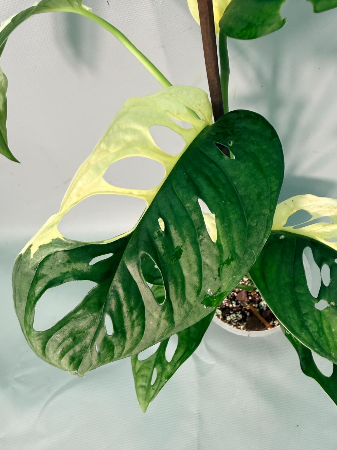 Monstera Adansonii Variegata 05