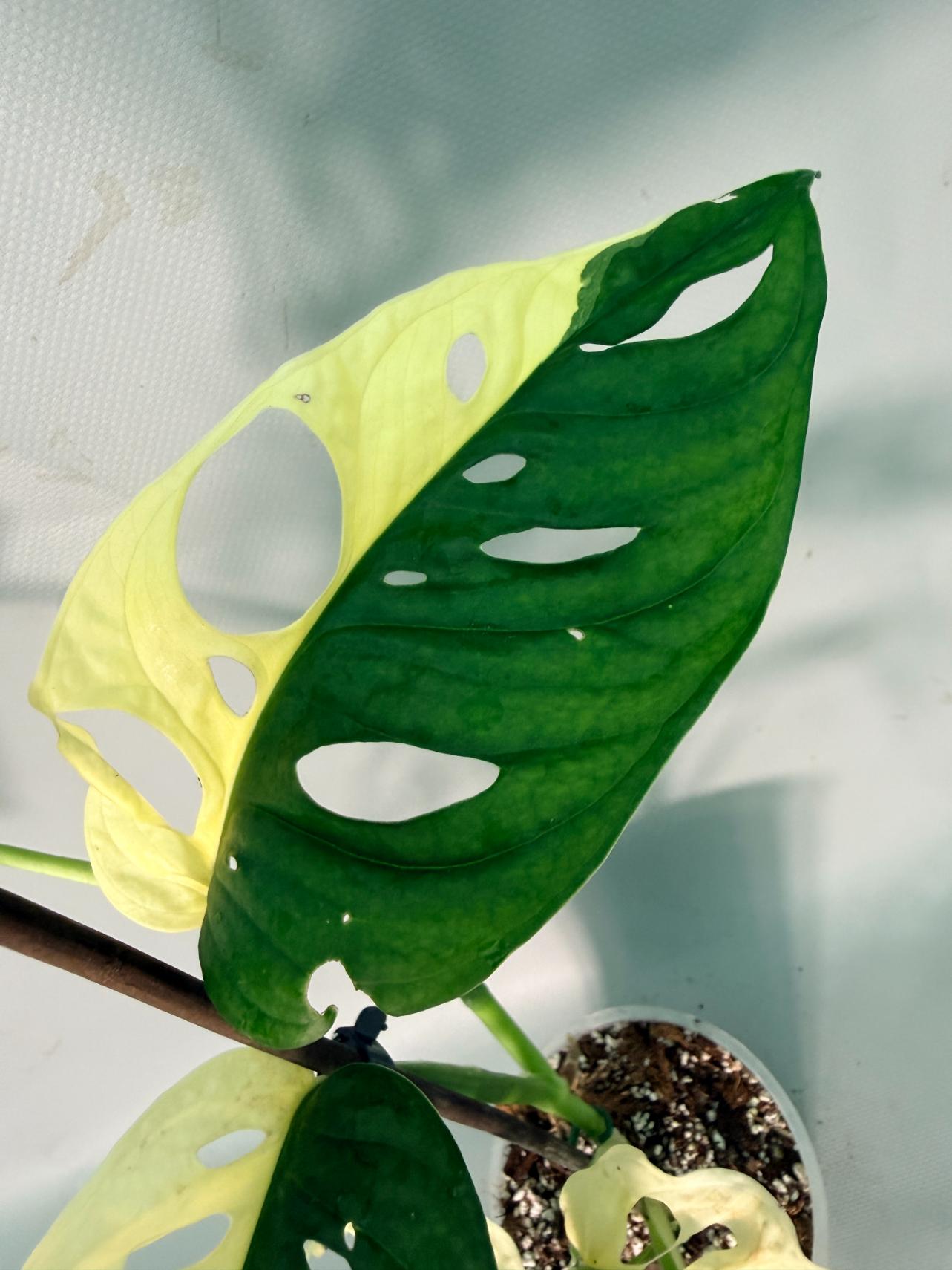 Monstera Adansonii Variegata 06
