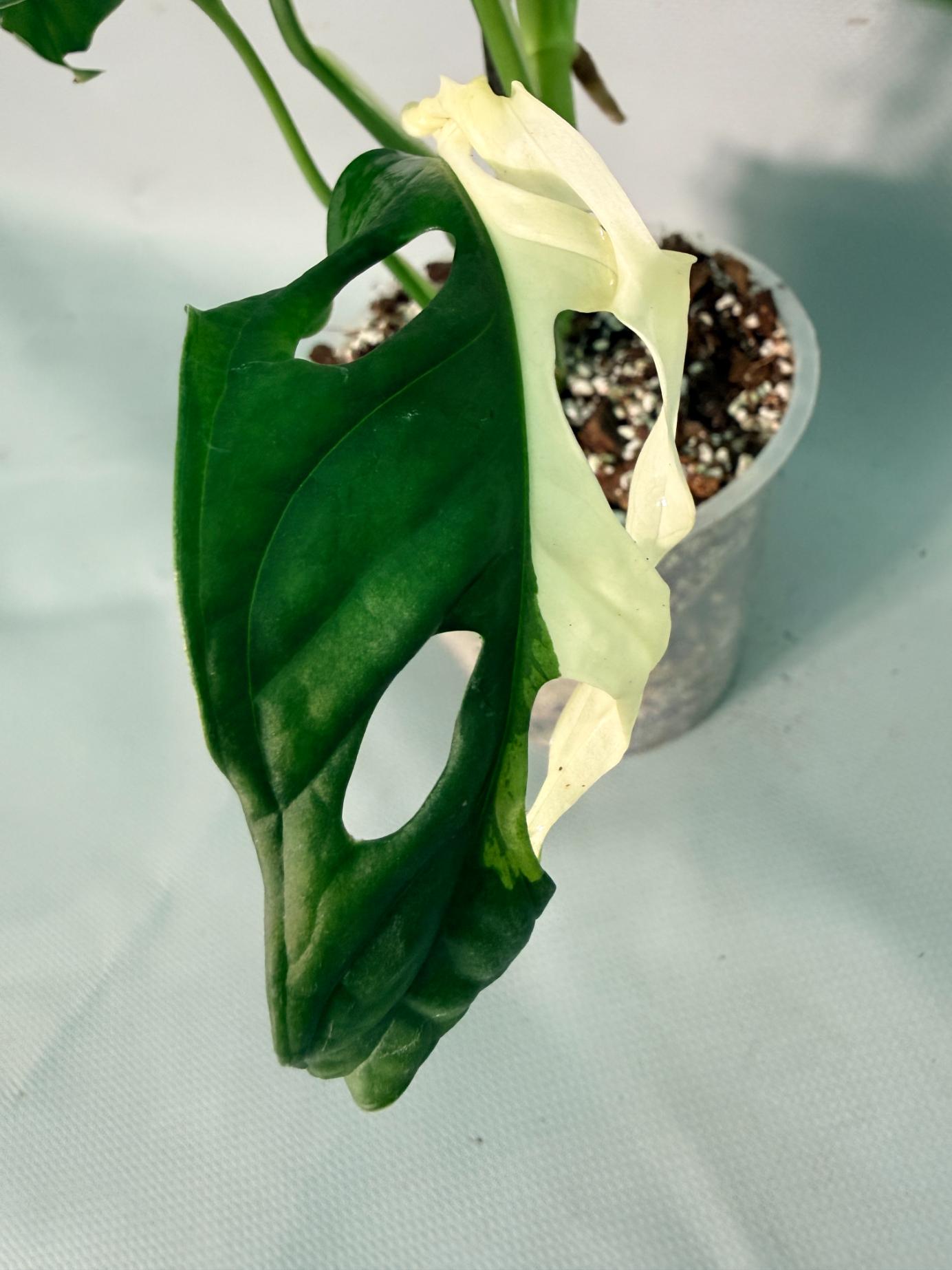 Monstera Adansonii Variegata 07