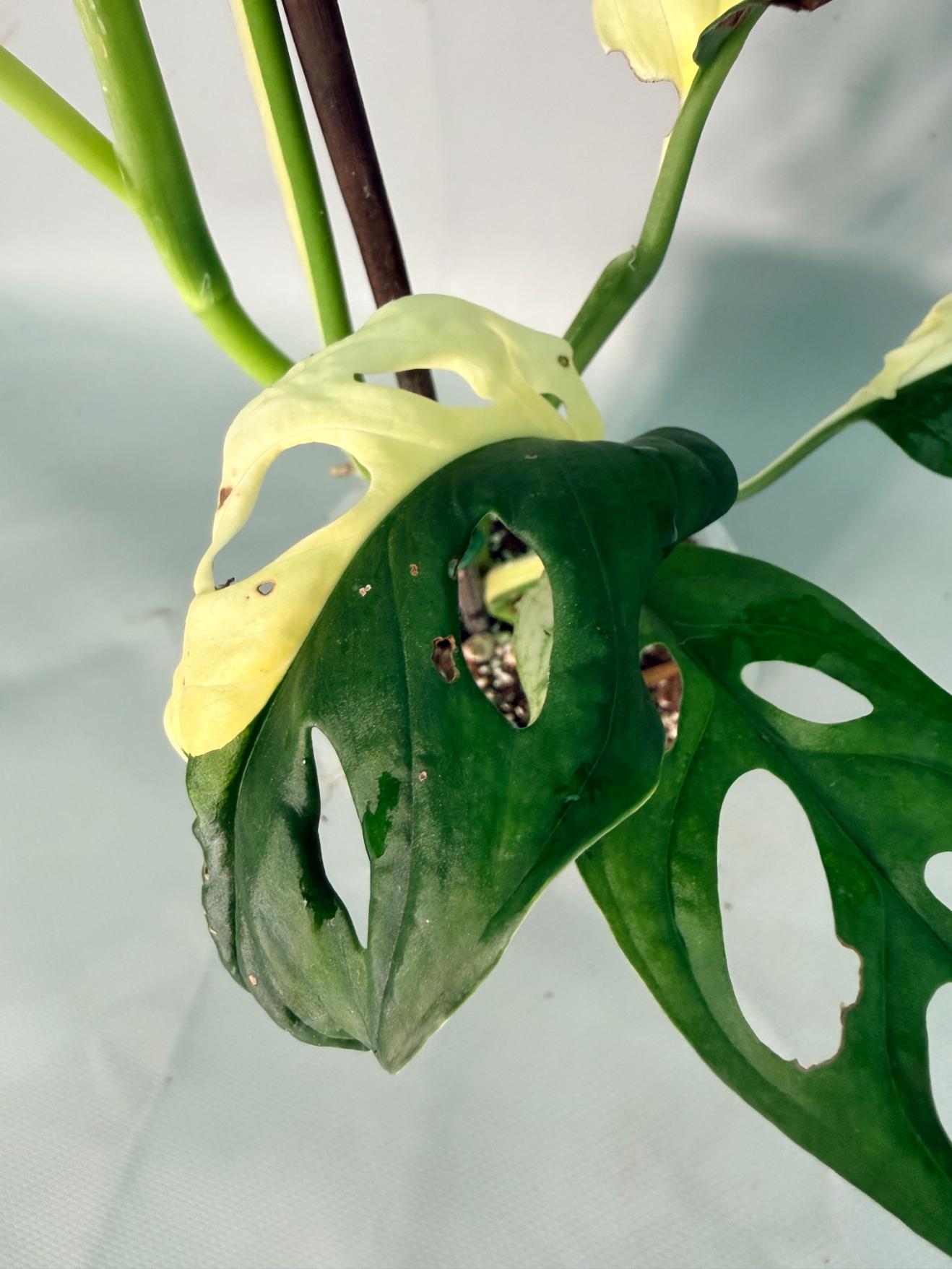 Monstera Adansonii Variegata 08