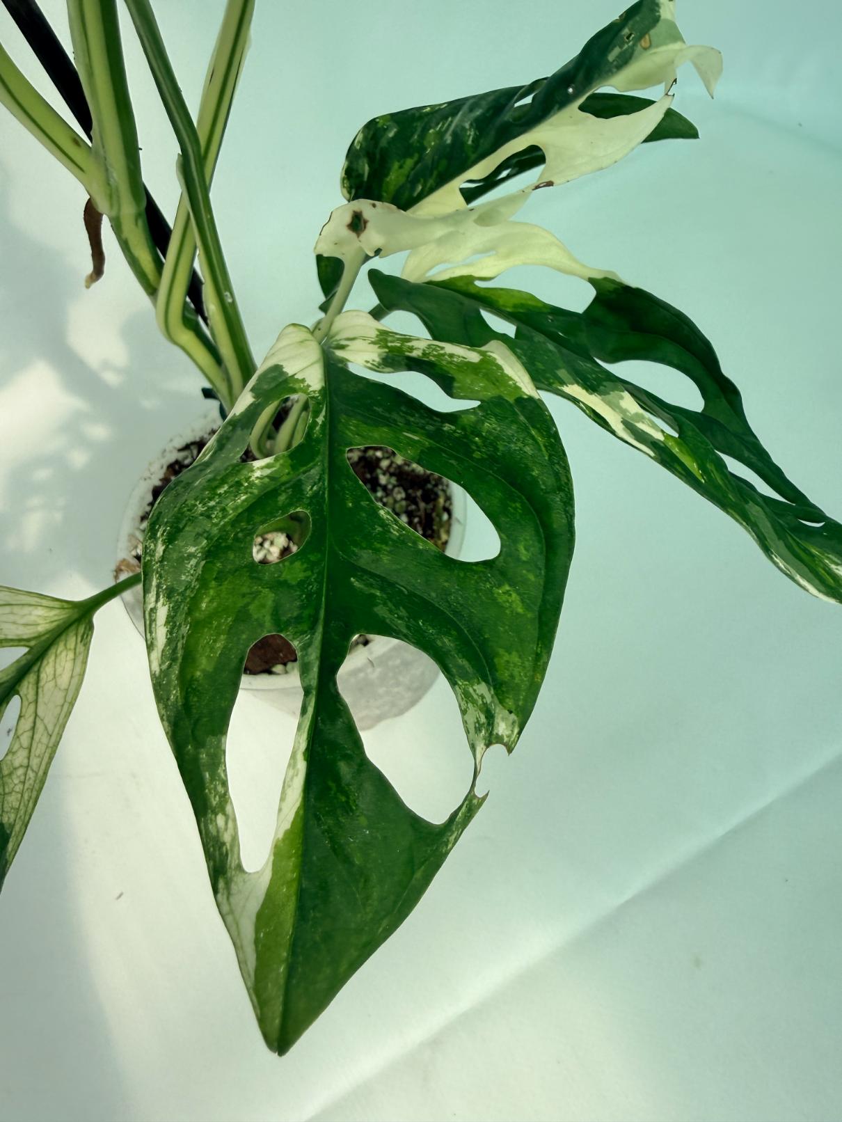 MonsteraAdansoniiVariegata_08