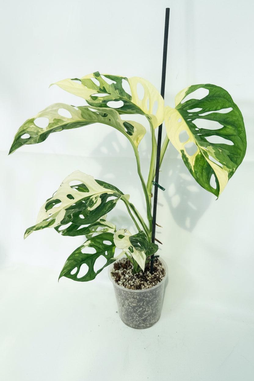MonsteraAdansoniiVariegata_02