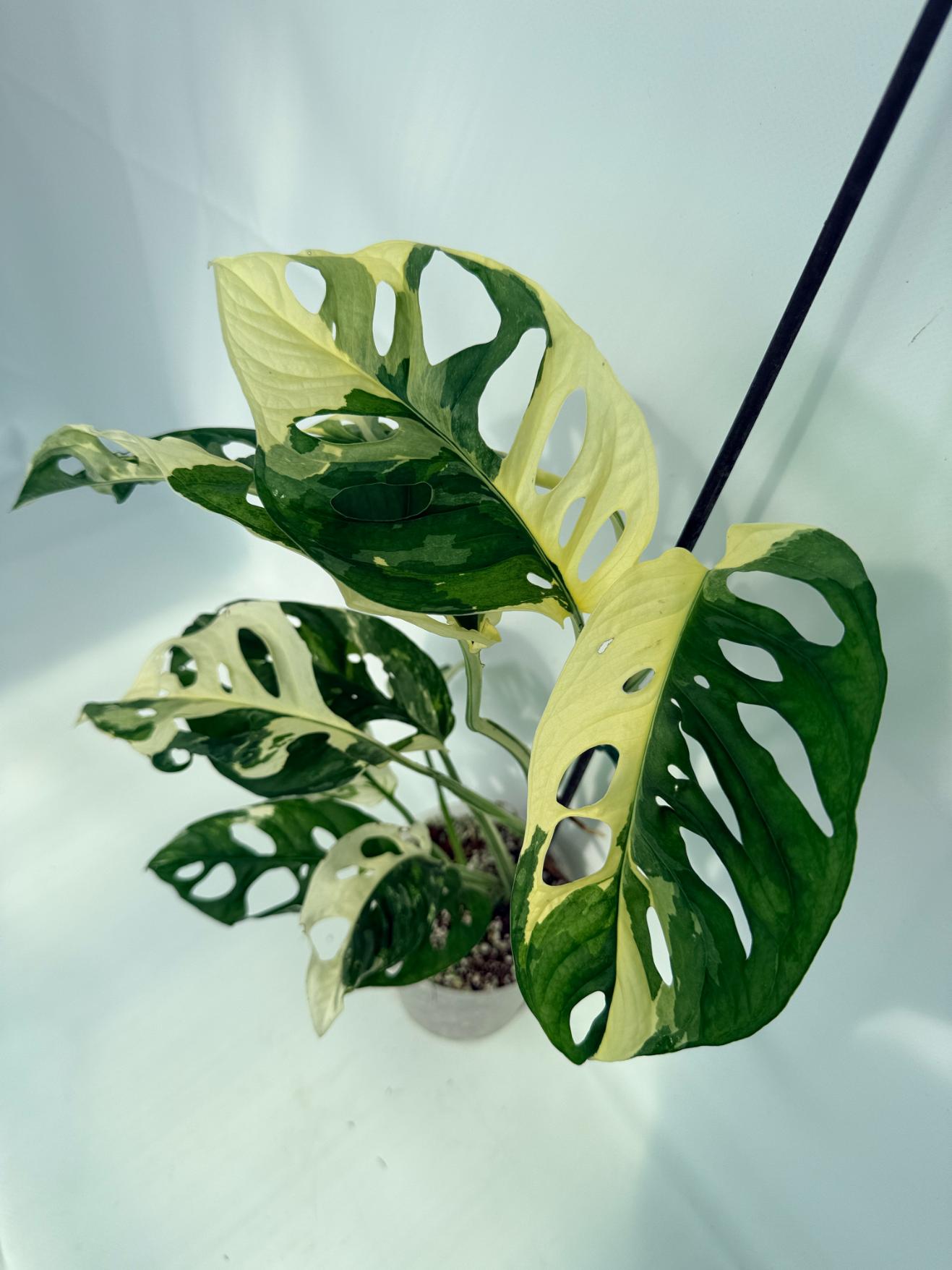 MonsteraAdansoniiVariegata_03