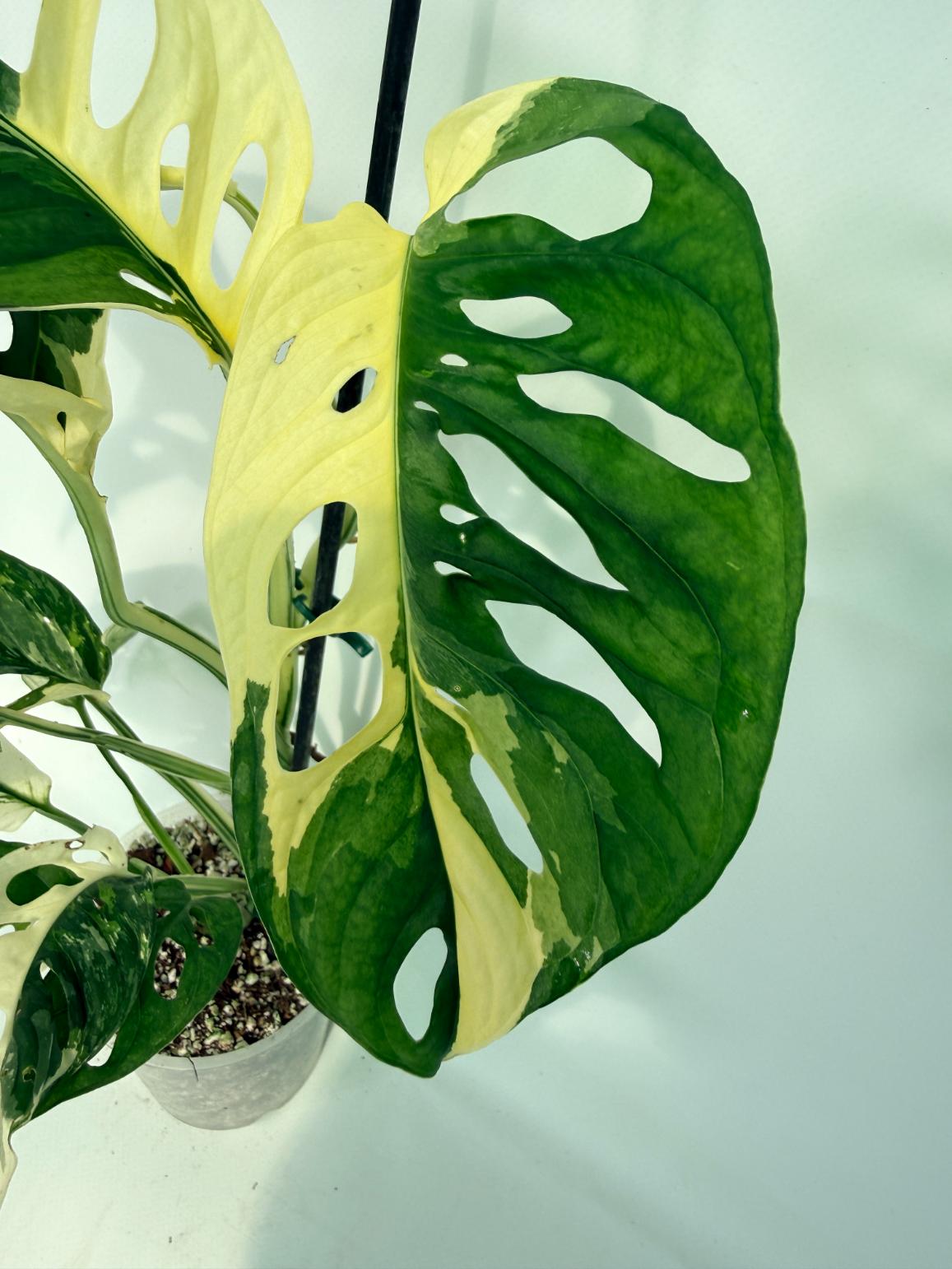 MonsteraAdansoniiVariegata_04