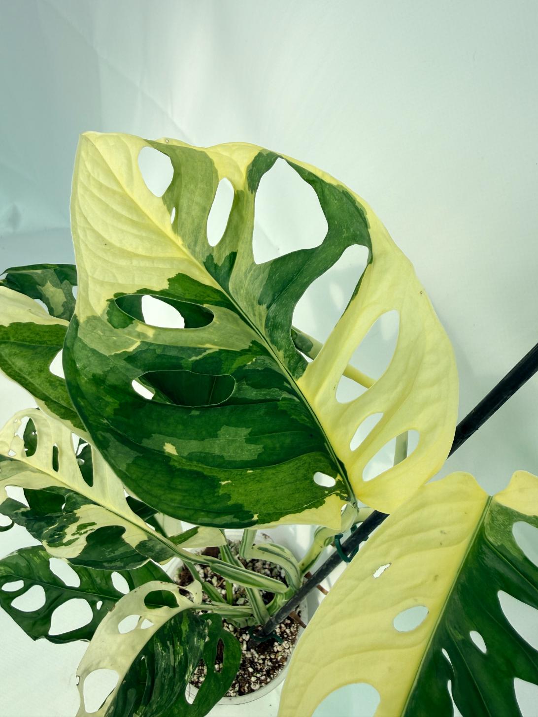 MonsteraAdansoniiVariegata_05