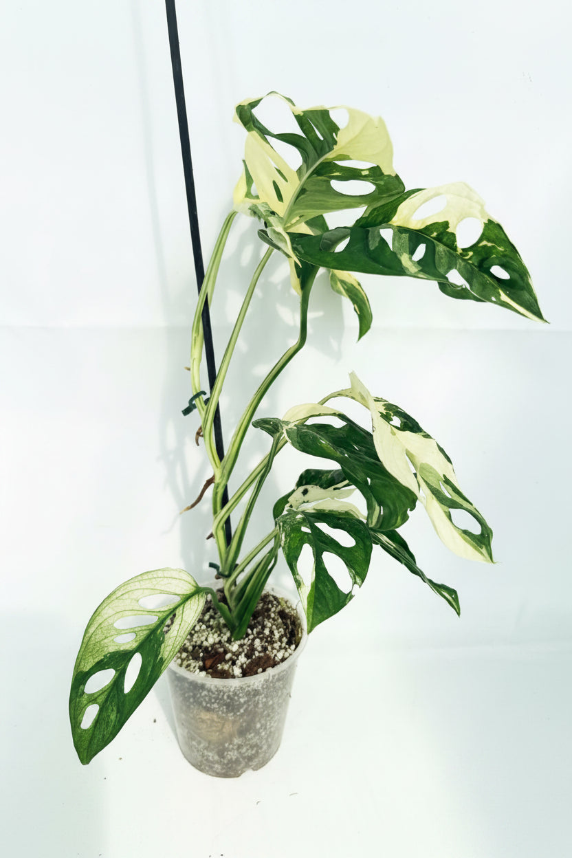 MonsteraAdansoniiVariegata_06
