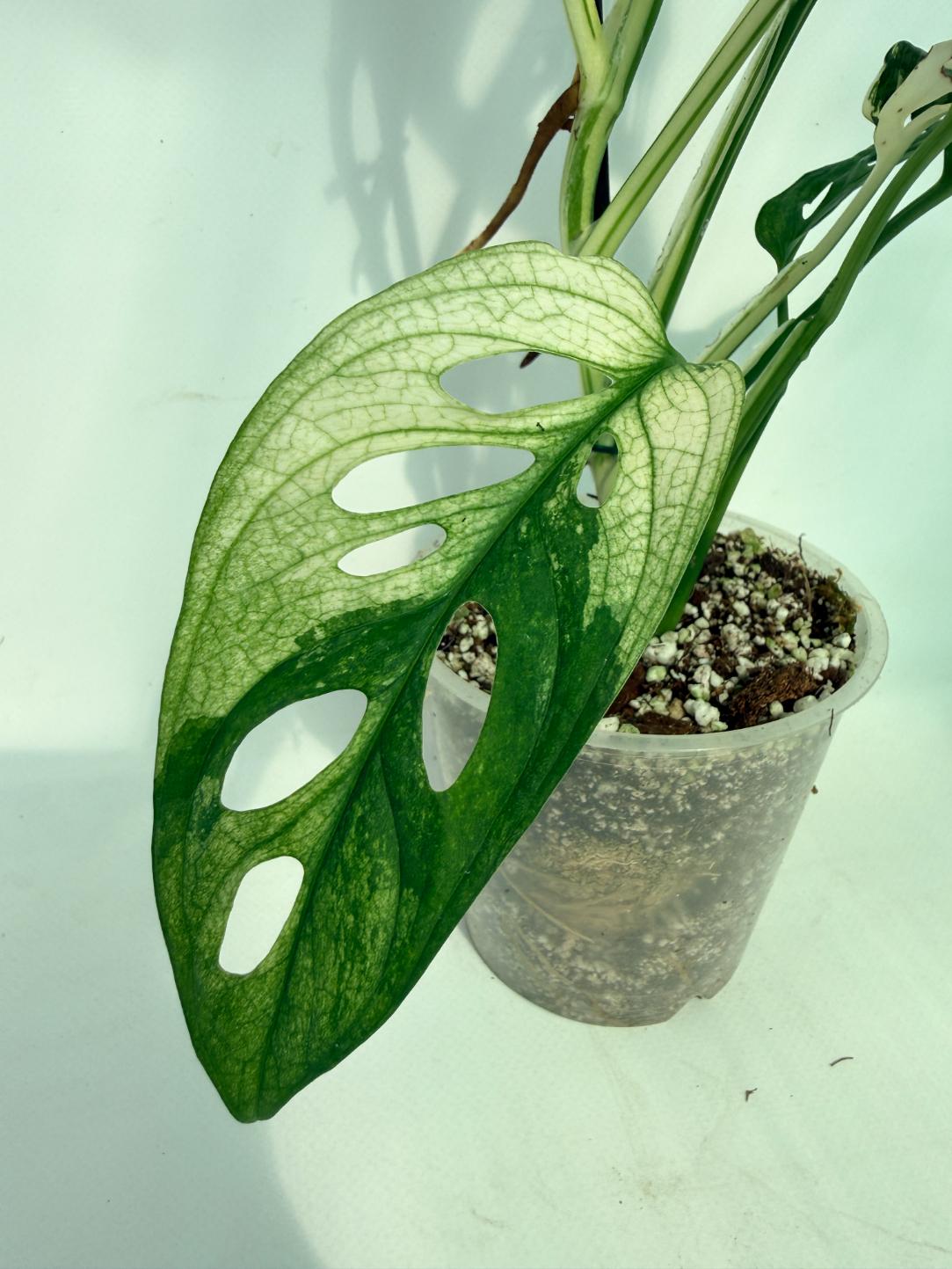MonsteraAdansoniiVariegata 07