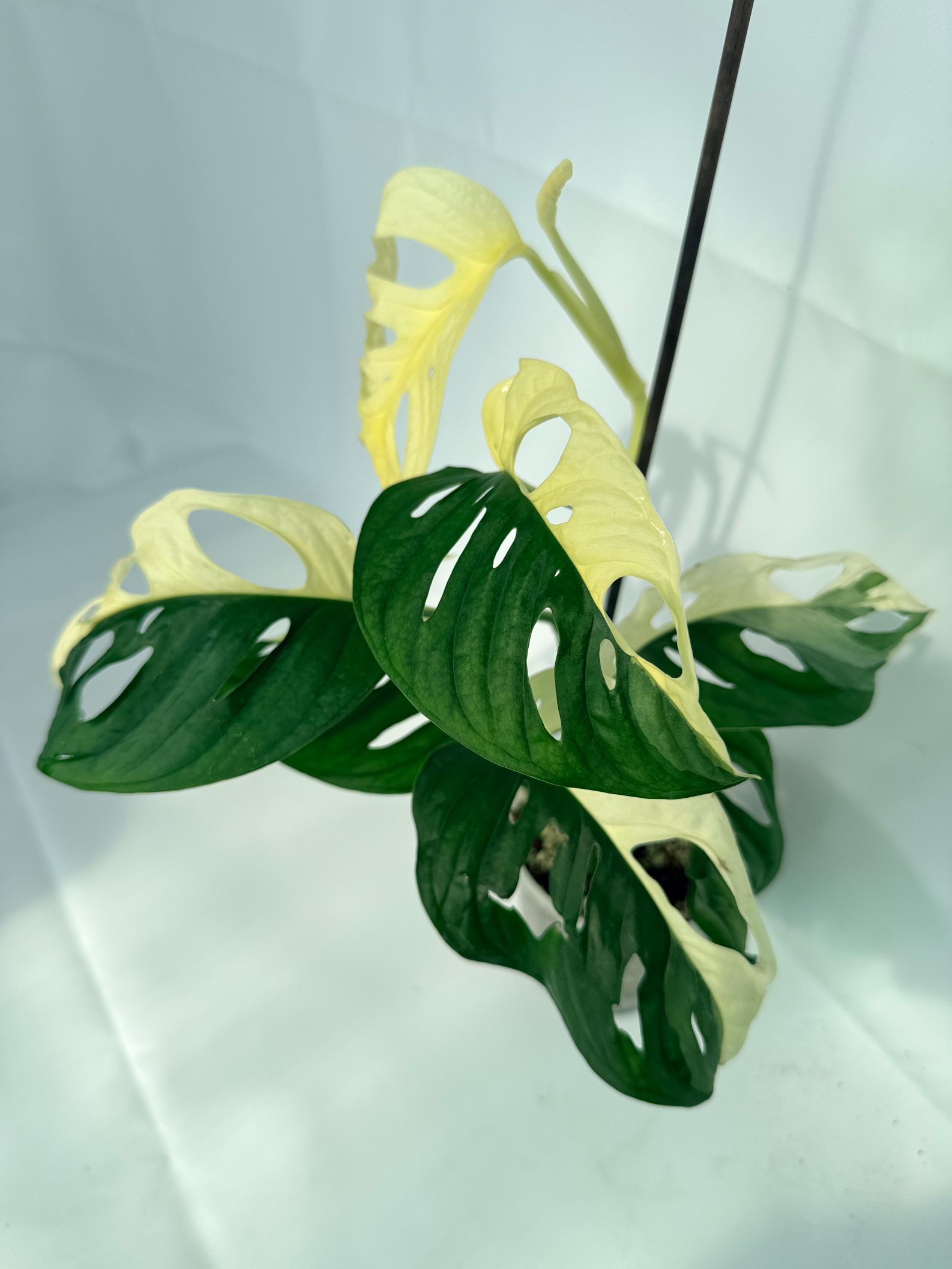 MonsteraAdansoniiVariegata_08