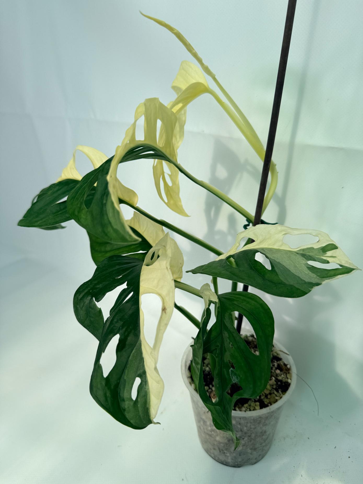 MonsteraAdansoniiVariegata_09