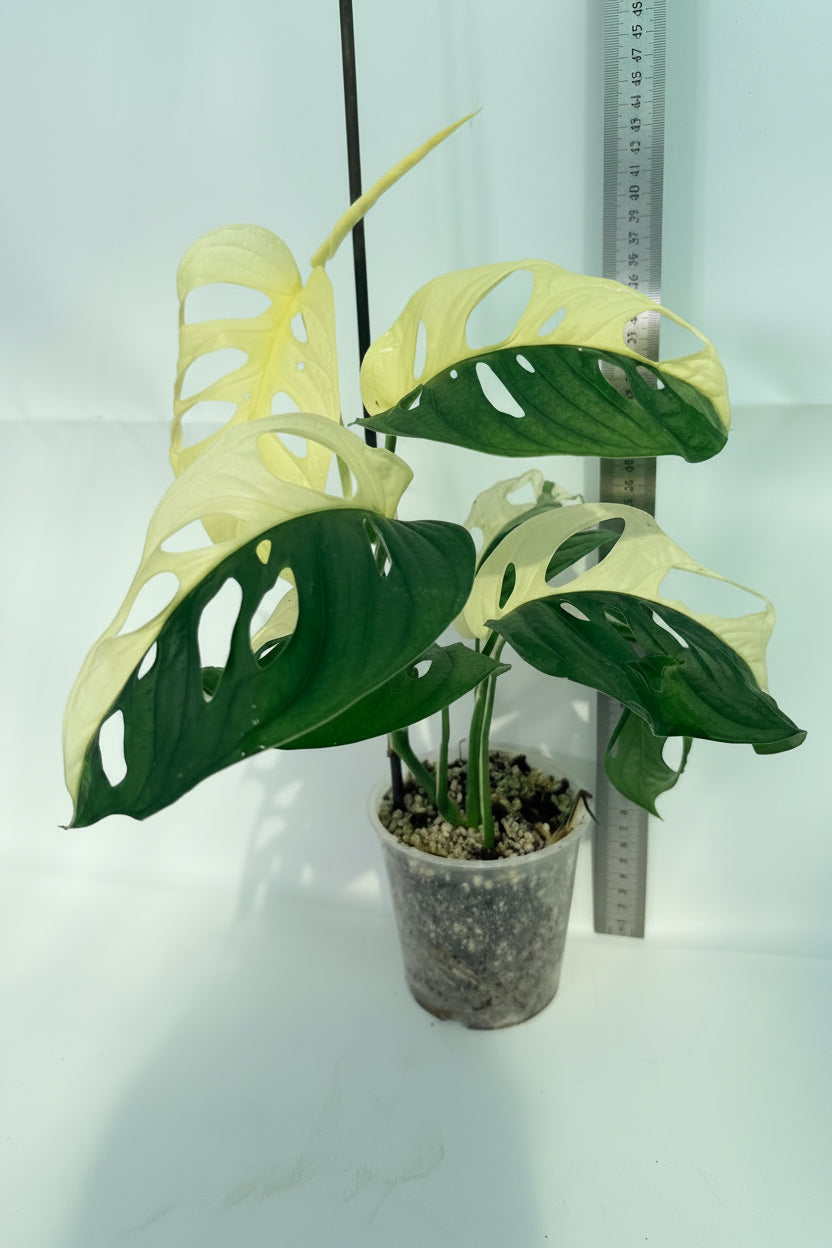 MonsteraAdansoniiVariegata_02