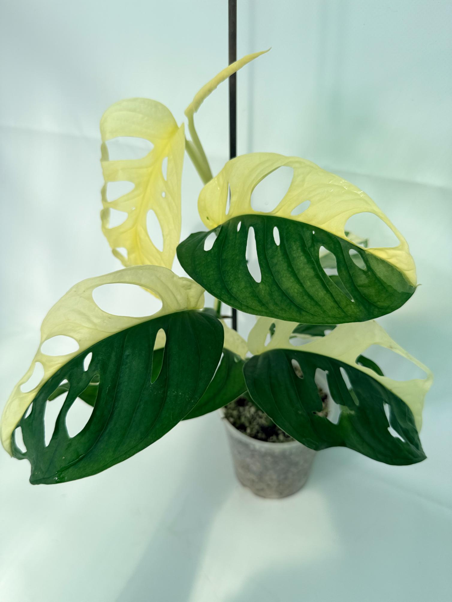 MonsteraAdansoniiVariegata_03
