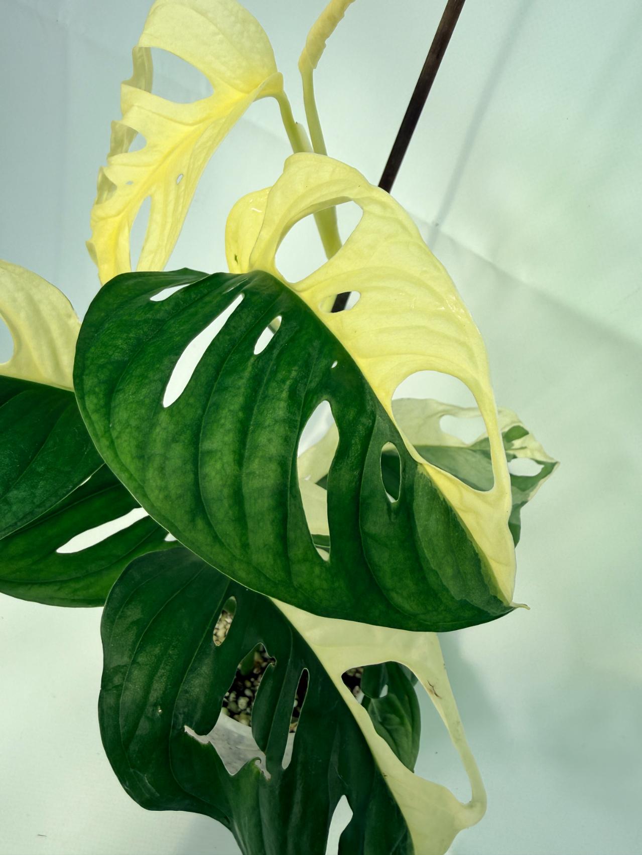 MonsteraAdansoniiVariegata_04