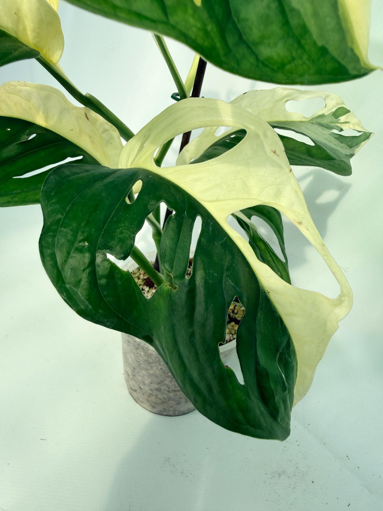 MonsteraAdansoniiVariegata_05