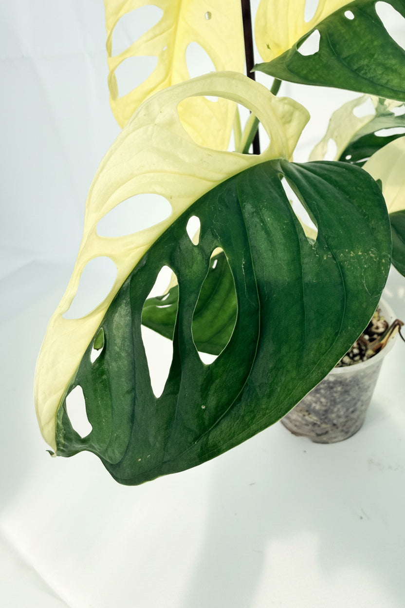 MonsteraAdansoniiVariegata_06