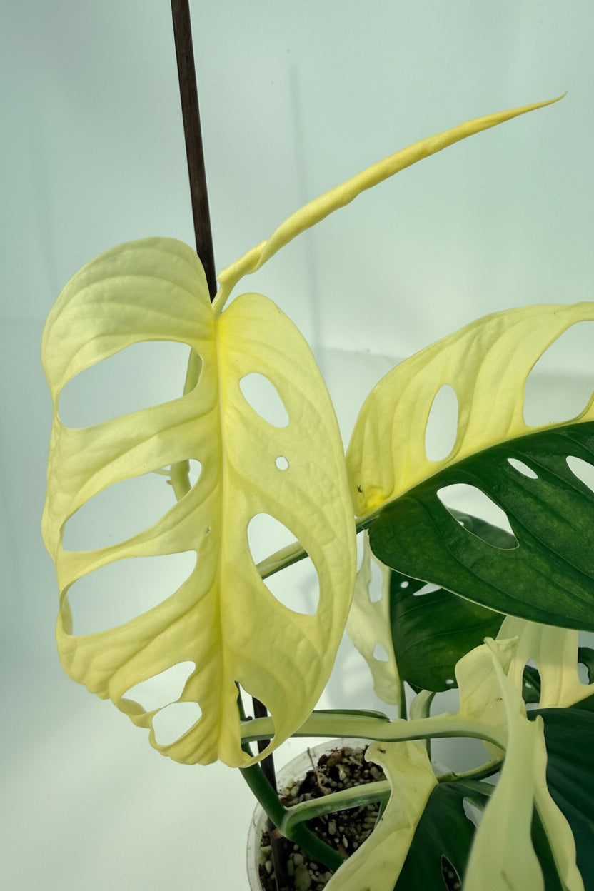 MonsteraAdansoniiVariegata_07