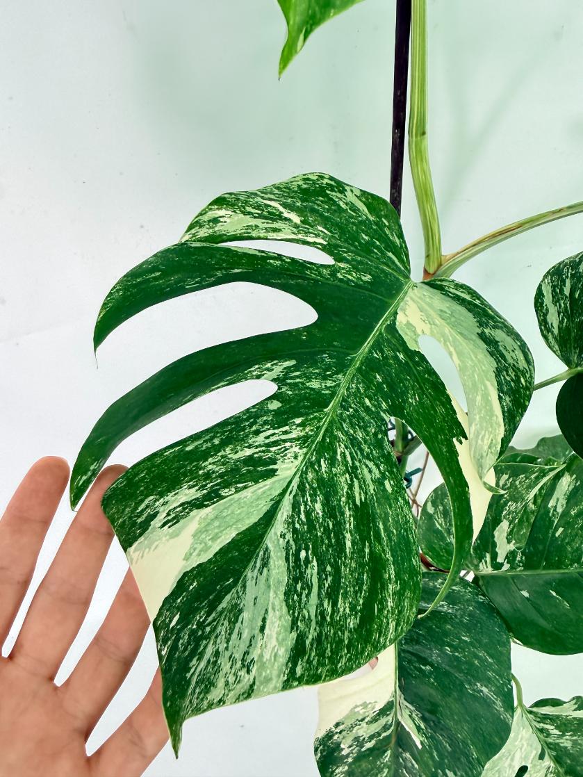 Monstera Albo Variegata XL 09