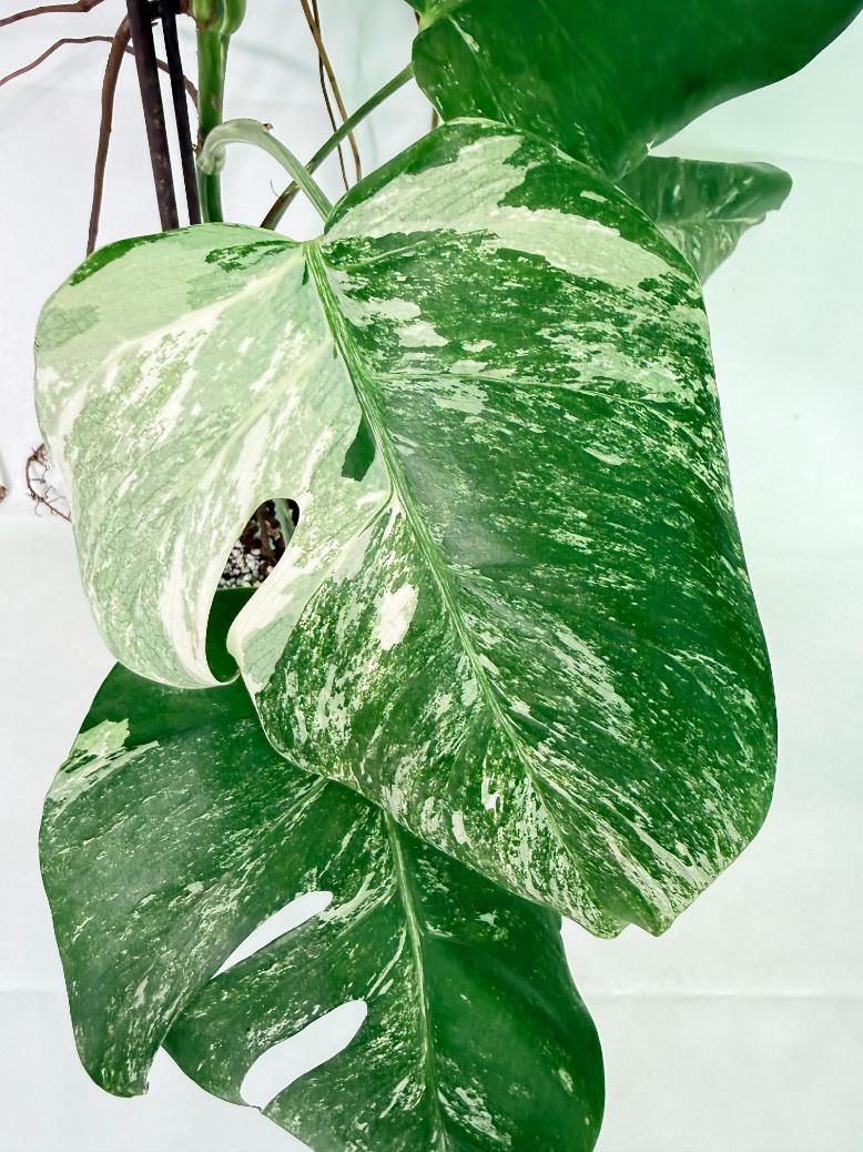 Monstera Albo Variegata XL 10