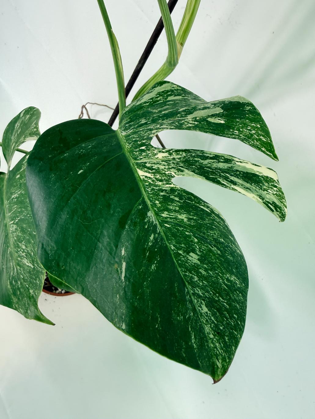 Monstera Albo Variegata XL 11