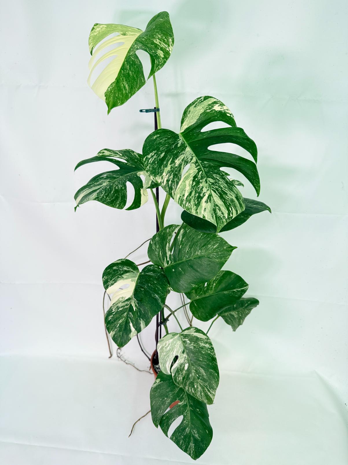 Monstera Albo Variegata XL 14