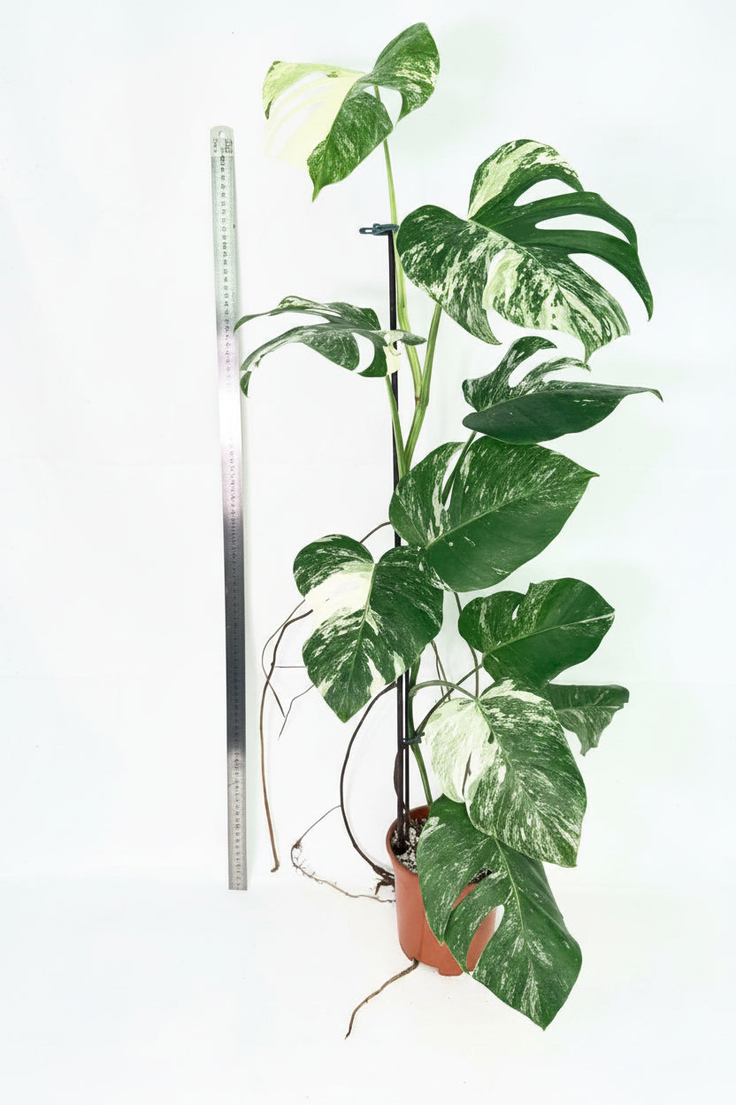 Monstera Albo Variegata XL 01