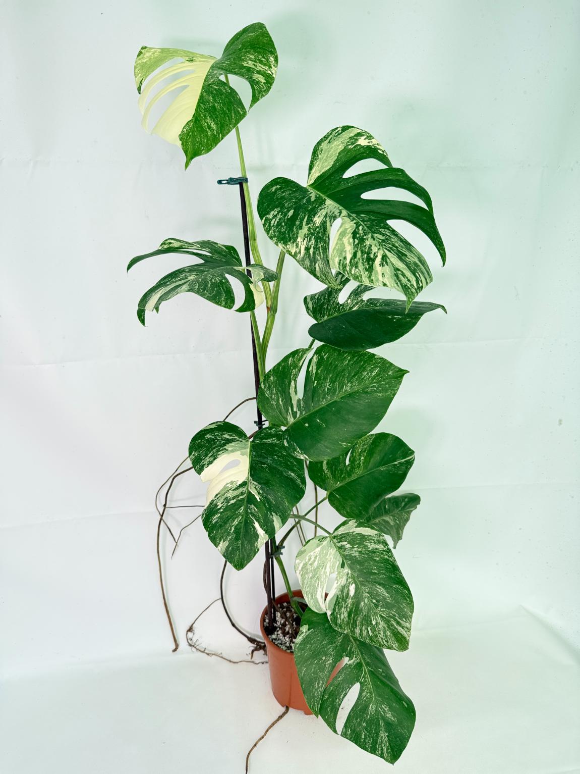 Monstera Albo Variegata XL 02