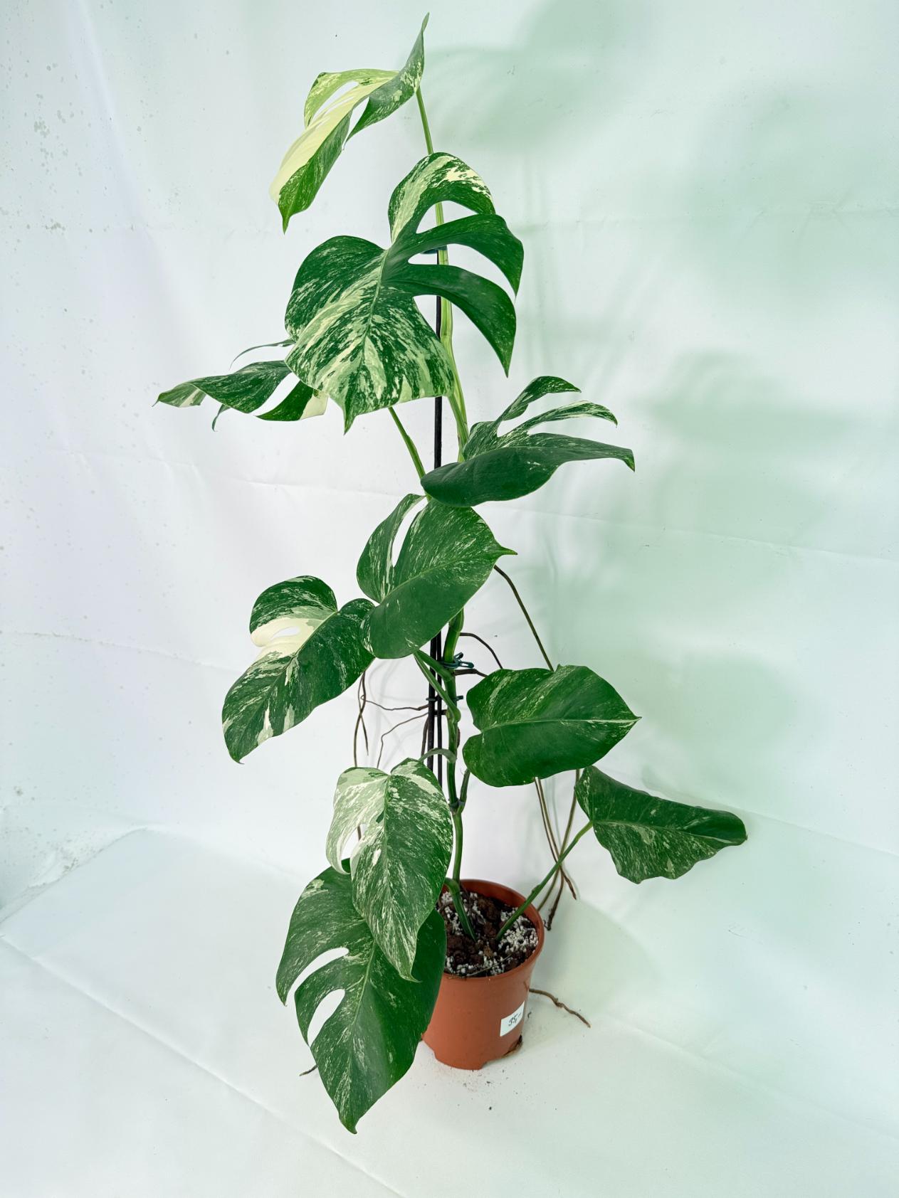 Monstera Albo Variegata XL 03