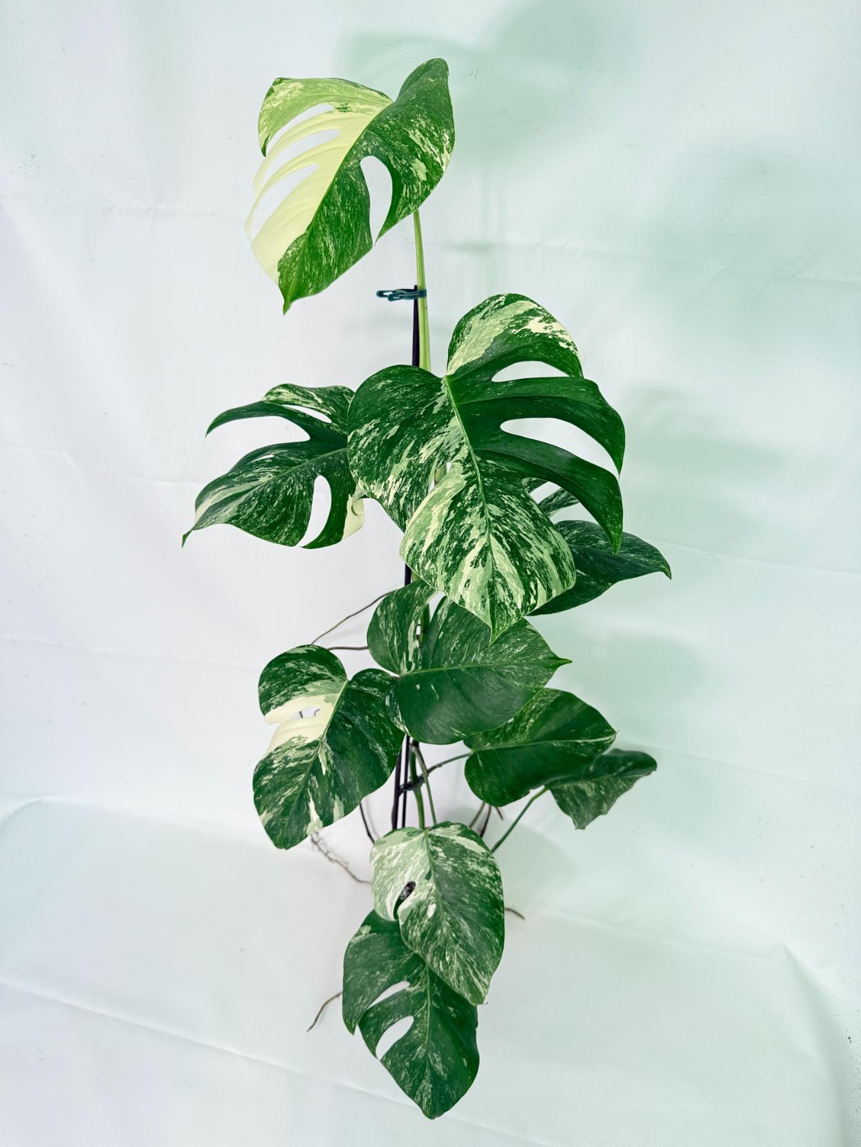 Monstera Albo Variegata XL 04