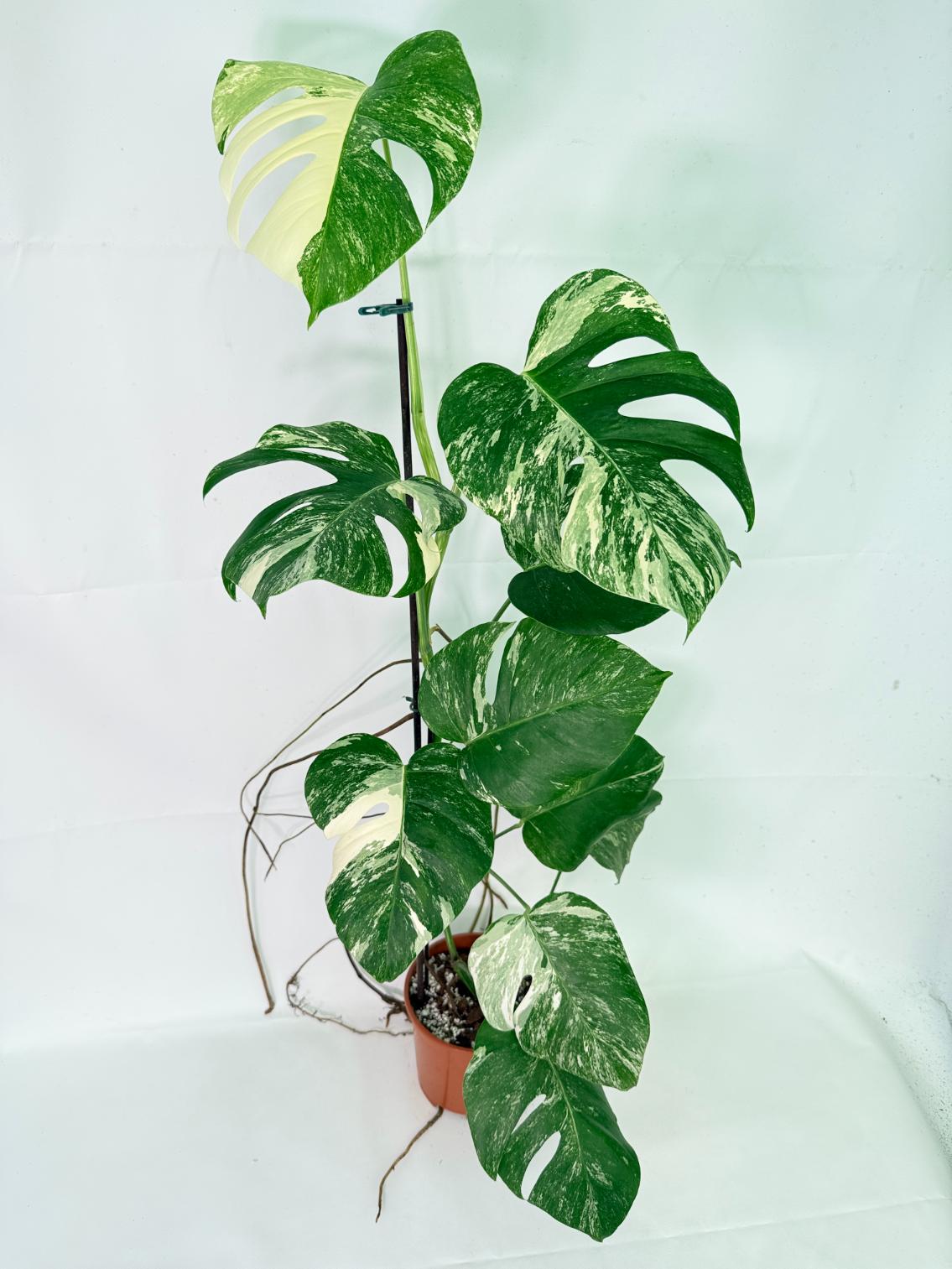 Monstera Albo Variegata XL 05